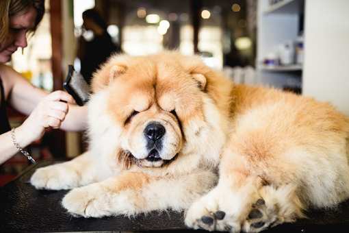 8 Best Pet Groomers in Nebraska!